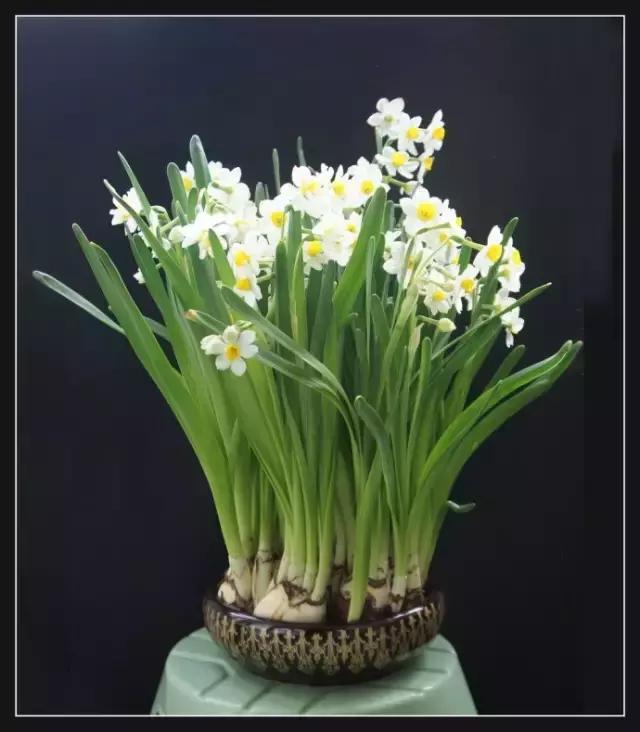 2022迎春花市深圳,深圳2024迎春花市怎么去