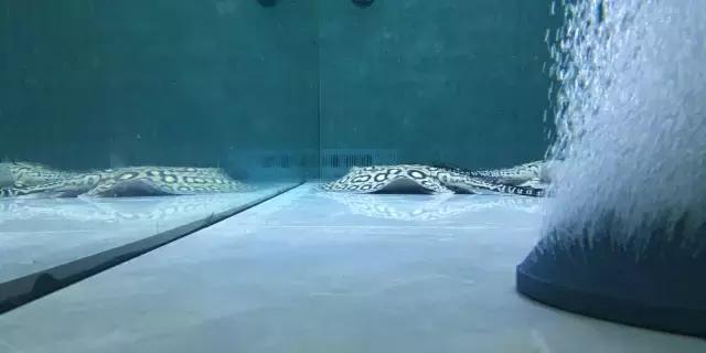 养罗汉鱼侧滤和上滤哪个效果好,双边侧滤鱼缸怎么过滤