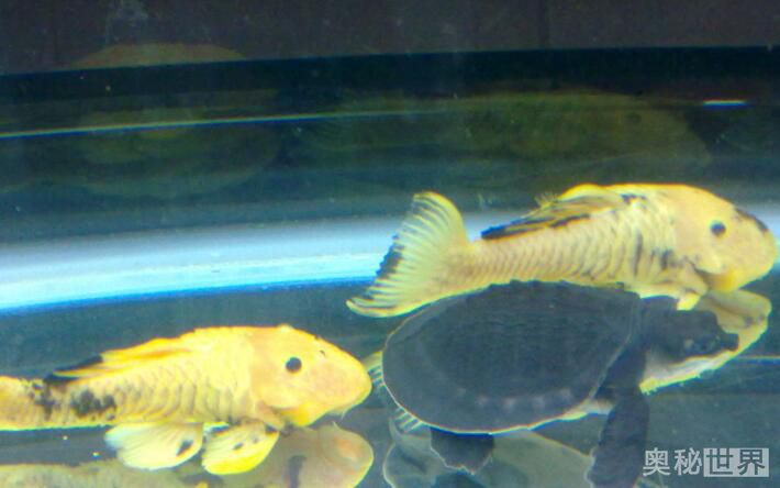 24k黄金达摩野生和人工的区别,24k黄金达摩真的有黄金吗