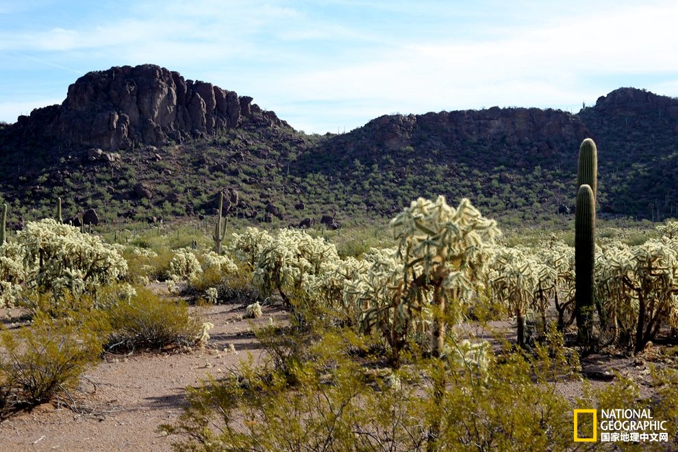 图森仙人掌,图森地理位置