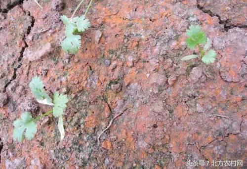 土壤发红是怎么解决,土壤发红发绿如何解决