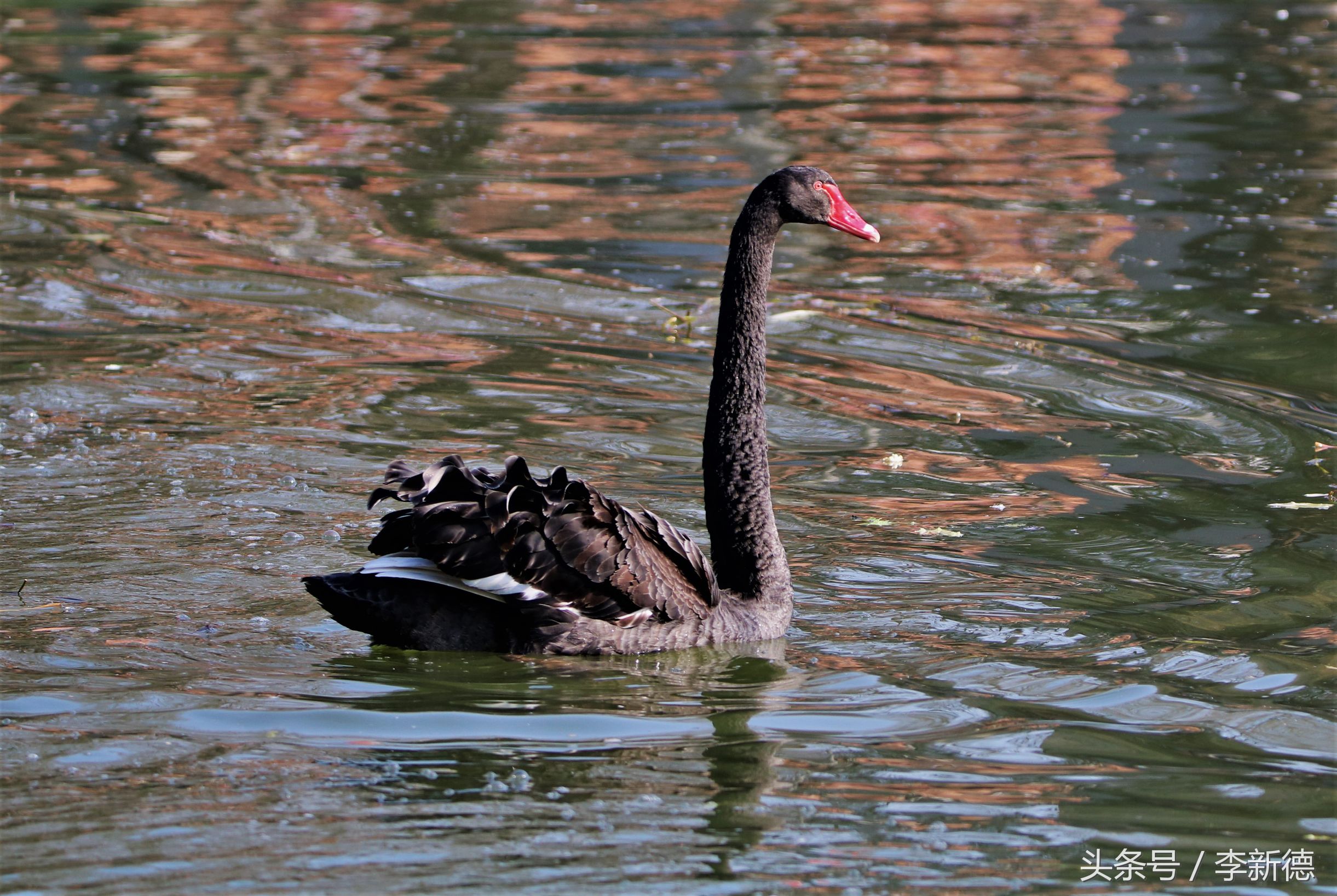 适马150-600镜头拍海上,适马150-600镜头拍视频怎么样