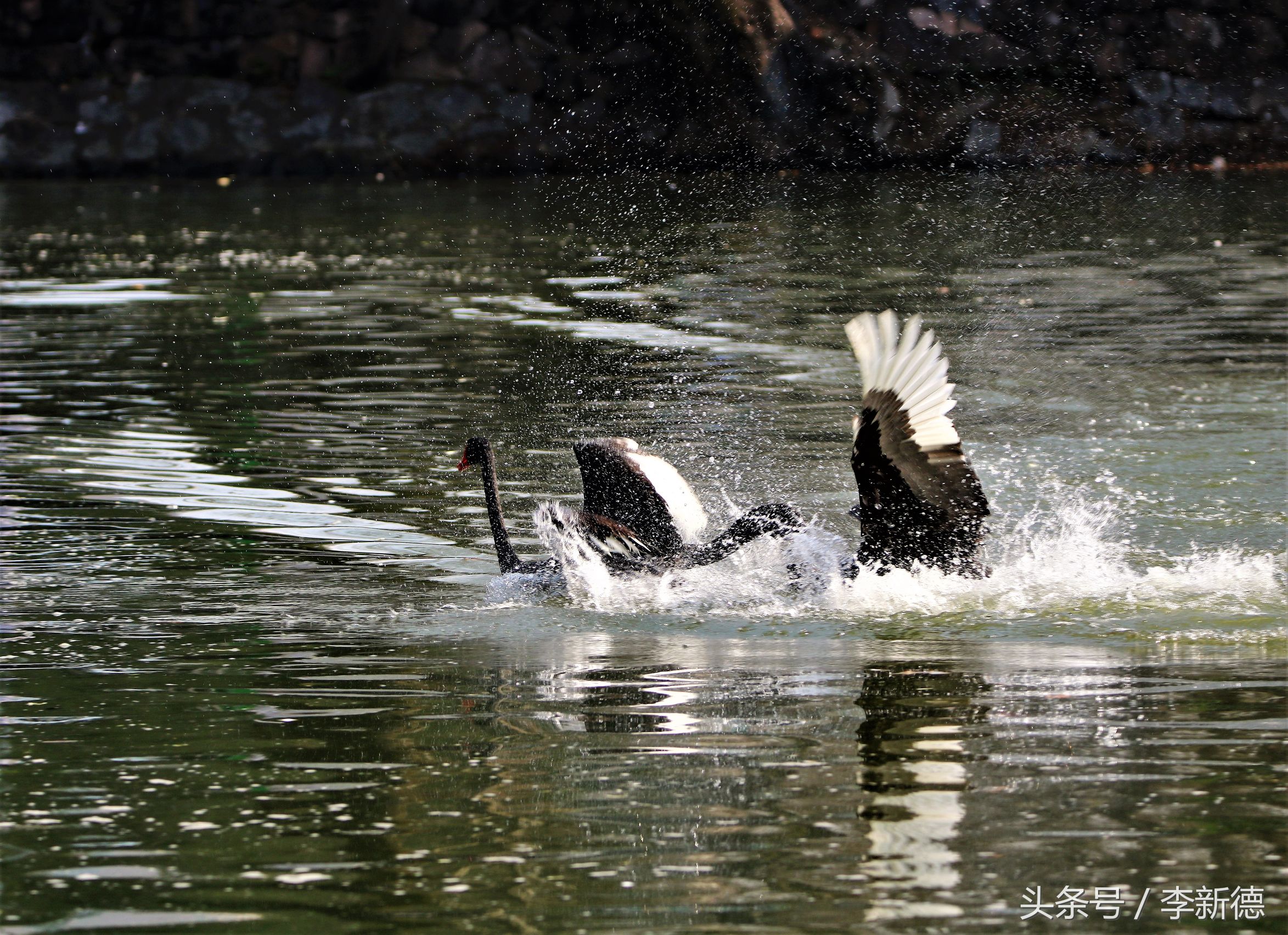适马150-600镜头拍海上,适马150-600镜头拍视频怎么样