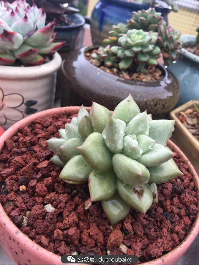 寒风中越发美丽的多肉,冬季暖阳下的多肉