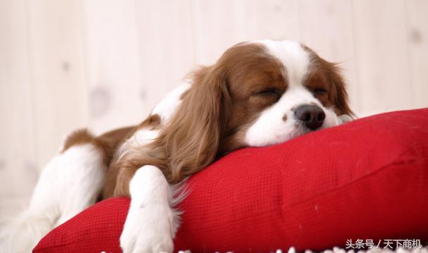 新年有哪些创业机会,适合刚入门创业者赚钱的项目