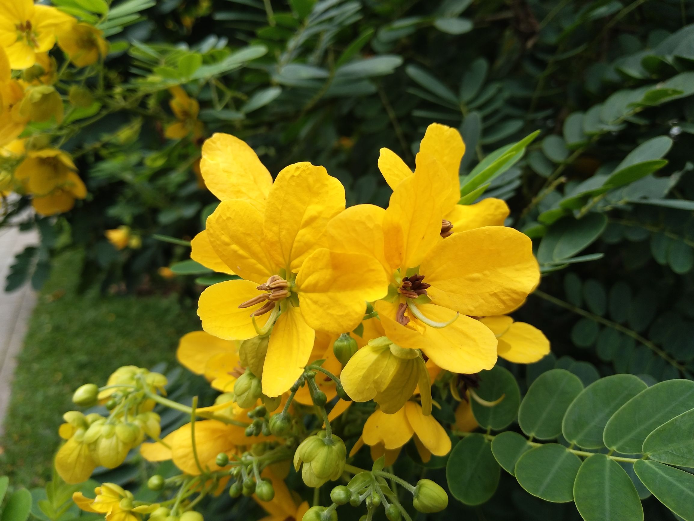 vivox9plus星空灰什么时候出,vivox9黑星夜