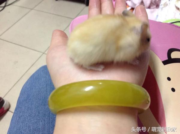 老猫的养猫日记 (网瘾少年养猫)