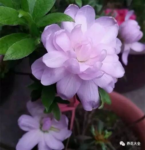 最美大杜鹃花图片,中国最美天然杜鹃花