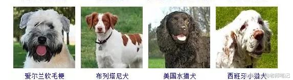 狗狗品种大全按体型智商怎么分,聪明狗狗品种大全及图片及名字