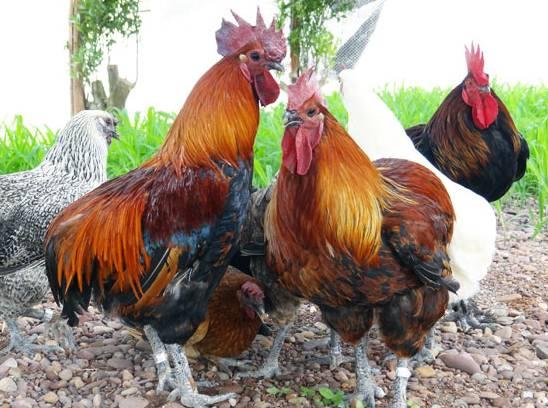云南十大漂亮的鸡,云南第一生态鸡