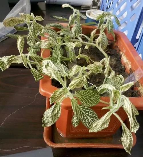 植物黄叶烂根了怎么补救,植物叶发黄是缺什么元素