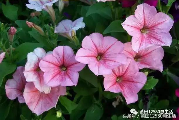 这个时候莆田哪里可以赏花,莆田春天哪里赏花