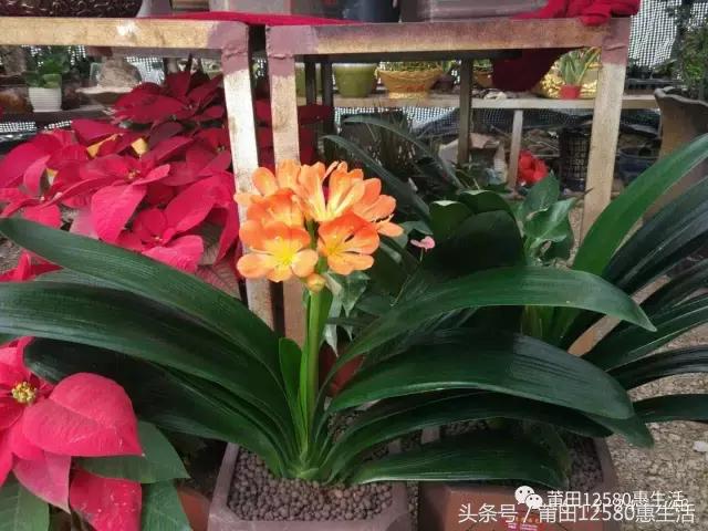 这个时候莆田哪里可以赏花,莆田春天哪里赏花