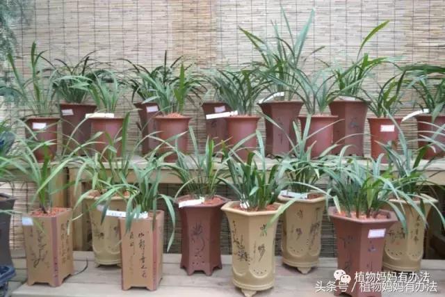 神奇植物在哪里英文,神奇植物在哪里全集