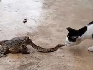 广东地铁老外挑衅被打视频,在地铁上挑衅老外