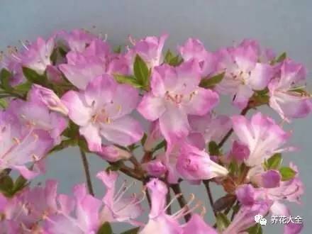 最美大杜鹃花图片,中国最美天然杜鹃花