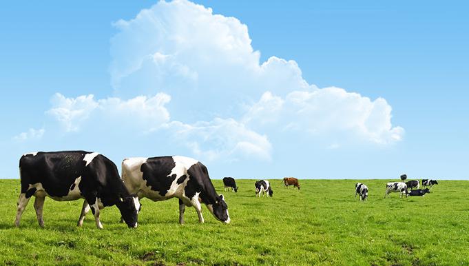 荷兰奶粉新版,荷兰奶粉销量排行榜