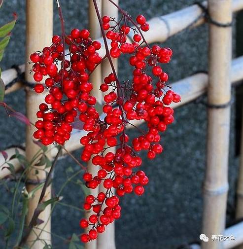 过年观赏花的盆栽,观果花卉盆栽大全