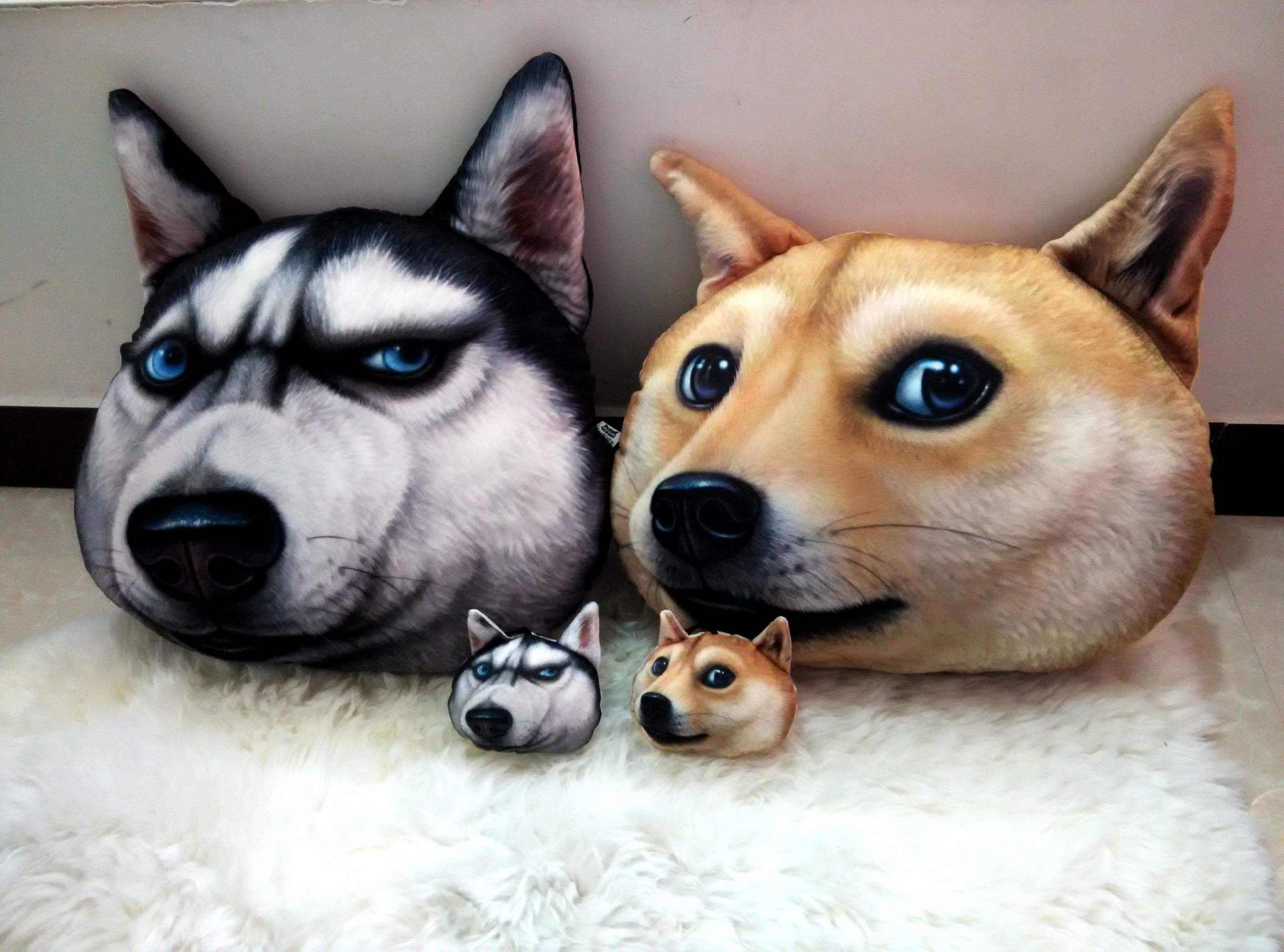 多肉新手必踩十大坑,多肉新手入坑教学视频