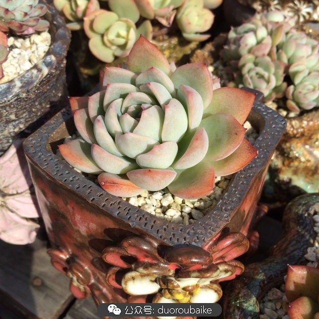 院子阳光房多肉,阳光房庭院多肉