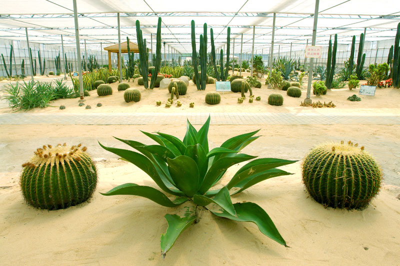 孙桥农业园攻略,孙桥现代农业园