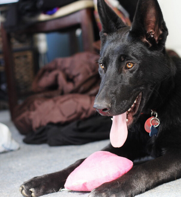 我家的德牧和别人家的德牧,我家德牧黑白两道杠