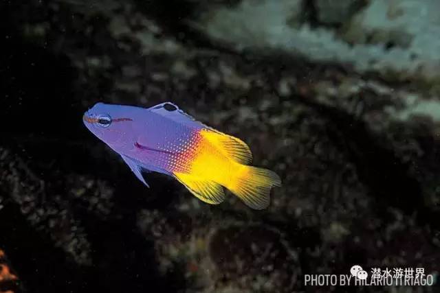 变性、伪装、雌雄同体--谁是微距世界的奇葩?