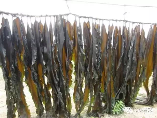 2017年霞浦“海鲜年历”出炉，你知道现在该吃什么吗？