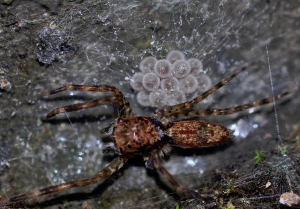 蛾子翅膀上的粉有毒吗,蛾子身上的灰有毒吗