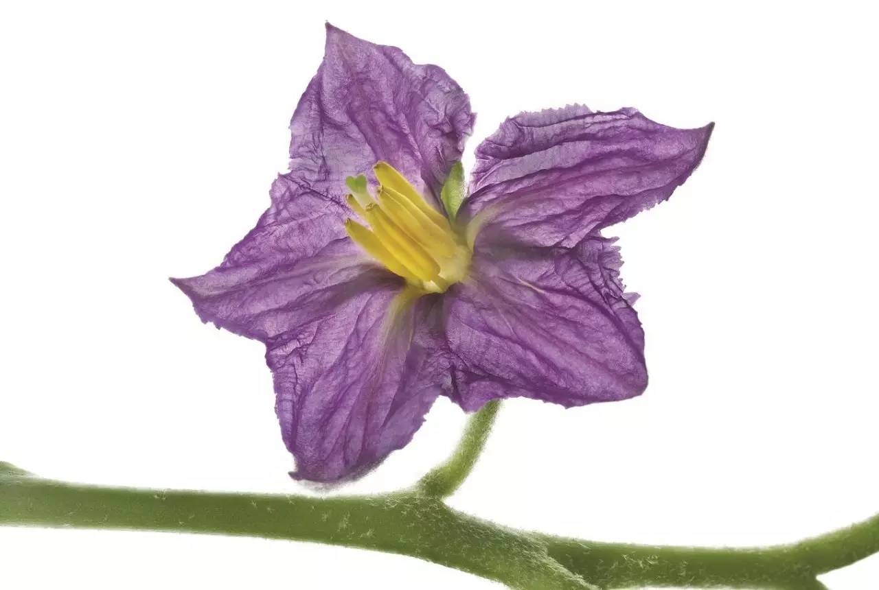 美得让人窒息的景色,美得让人窒息的紫藤花