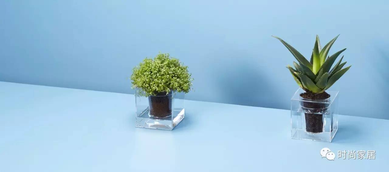 用植物点缀空间，请先抛弃老土花器