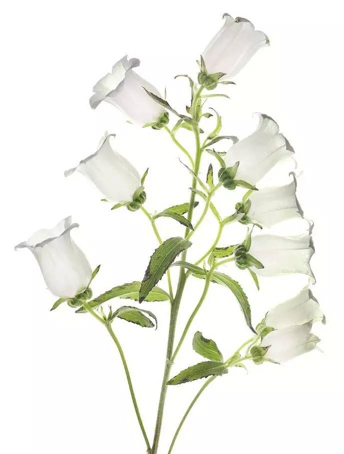 美得让人窒息的景色,美得让人窒息的紫藤花