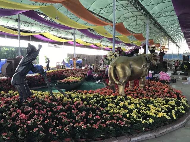 就在今日,百万鲜花盛放!南海这个“花花世界”等你来赏!