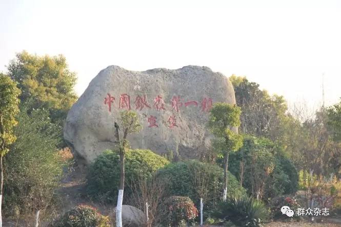 同样的银杏，不同的光景，“银杏第一镇”的忧思与求变