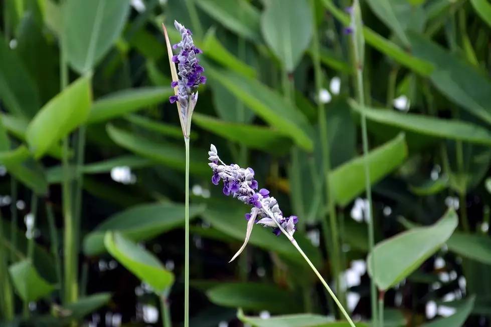 景观植物清单大全图解,河道景观种植植物