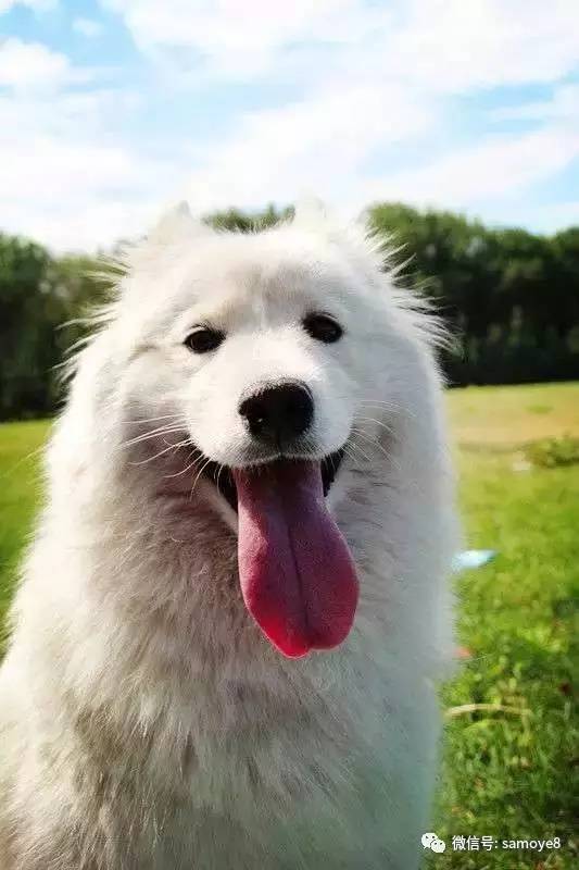 萨摩耶犬怎么辨别纯种,怎么判断萨摩耶是不是纯种