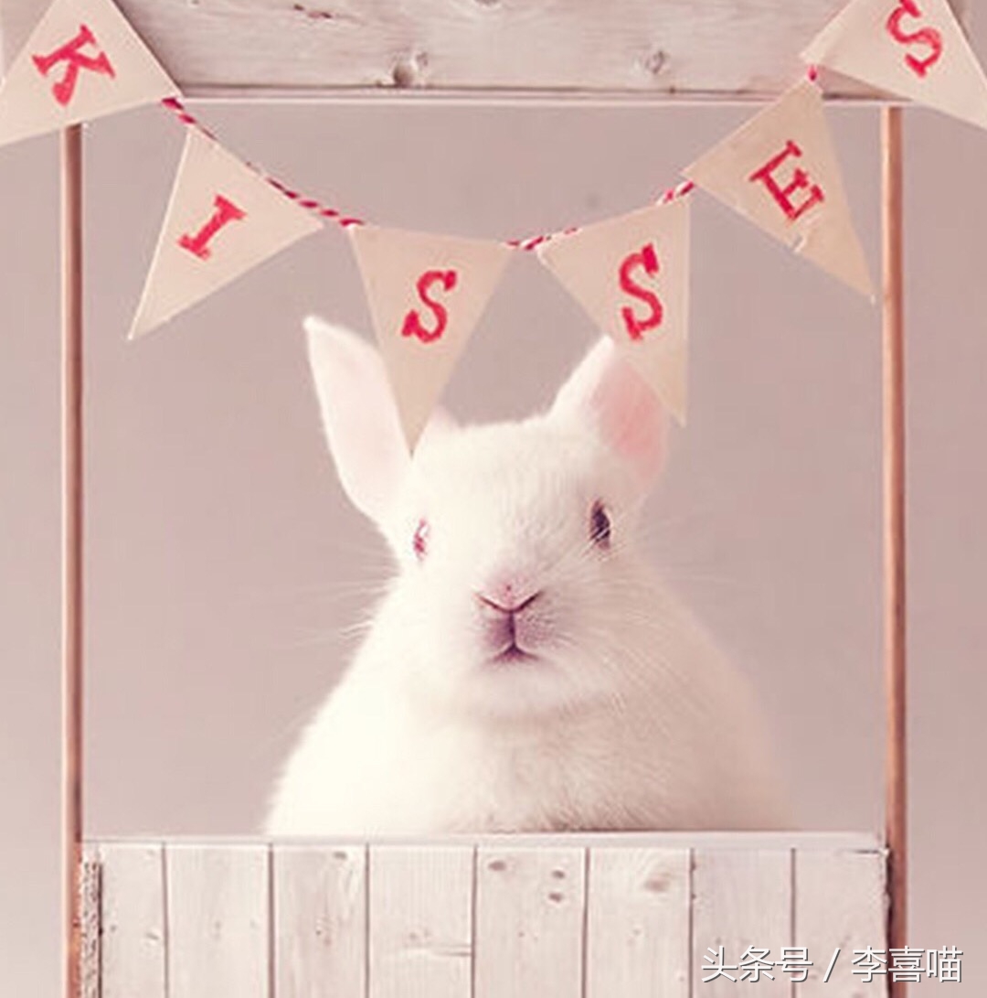 如何养好宠物兔子的方法,什么兔子比较好当宠物也好养