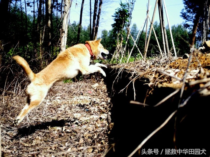 广西桂平川东猎犬,广西土猎犬猎野猪视频