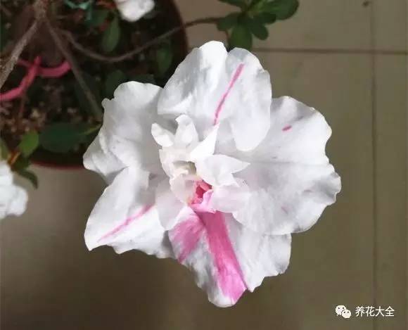 最美大杜鹃花图片,中国最美天然杜鹃花