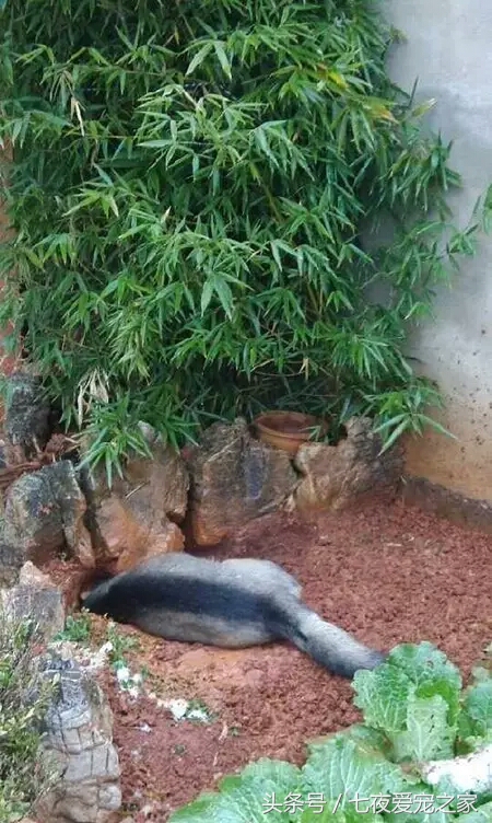 哈士奇在农村放养还是拴住,哈士奇不能养吗