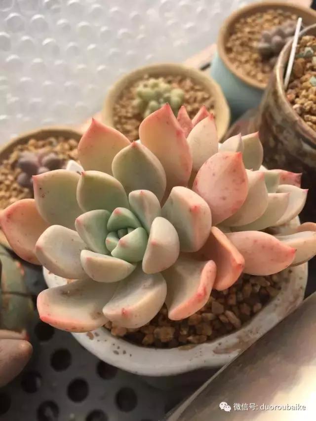 没有暖气的包邮区,肉肉照样美美的!