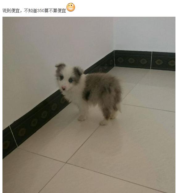 美女花1万多买中亚牧羊犬,妹子花1万多买的狗跑丢