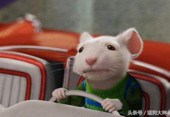 仓鼠幼鼠如何快速上手,仓鼠幼鼠怎么训练上手