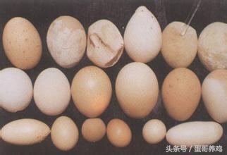 鸡病诊断与防治图谱,鸡病快速判断处理方法大全图解