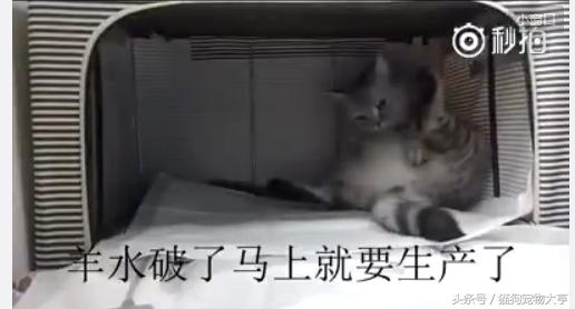 猫妈妈生宝宝的全过程,猫妈妈分娩