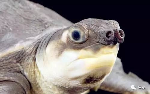 新手如何饲养龙鱼魟鱼,如何养好龙鱼跟魟鱼