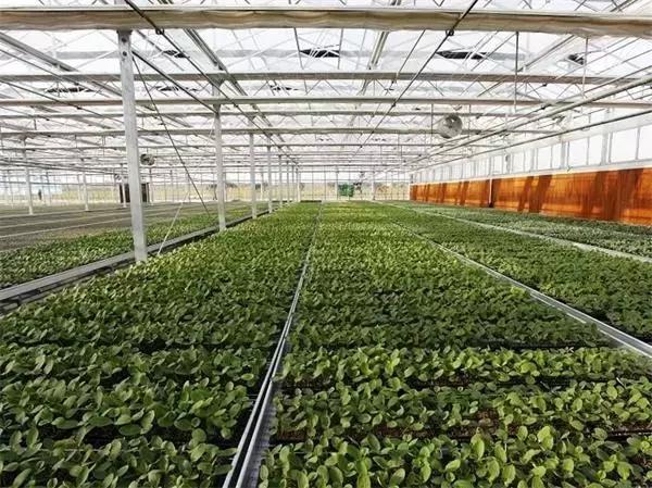 农村合作社财务存在的问题,村合作社账务存在的问题