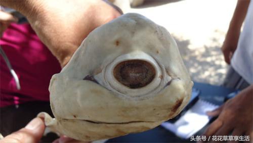 奇异动物大盘点,好奇异的动物