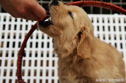 七个月的金毛拉稀怎么回事,金毛吐了没消化的食物是怎么回事