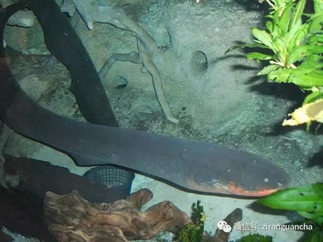 生物分类方法和技巧,最全生物分类